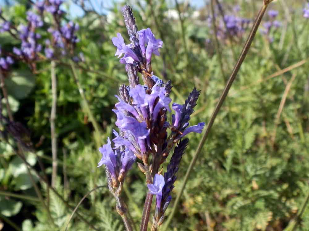 Lavandula canariensis (L.) Mill.- Canarie