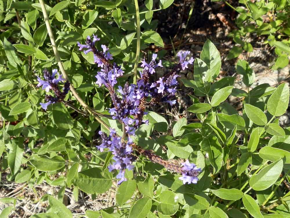 Lavandula canariensis (L.) Mill.- Canarie