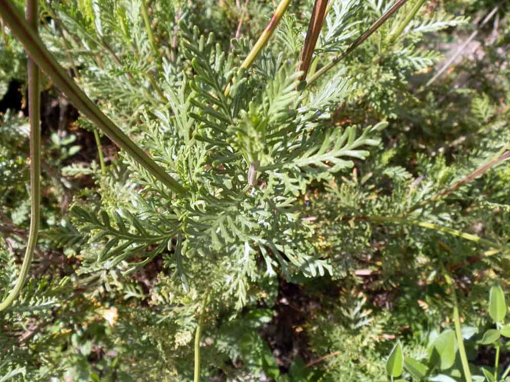 Lavandula canariensis (L.) Mill.- Canarie