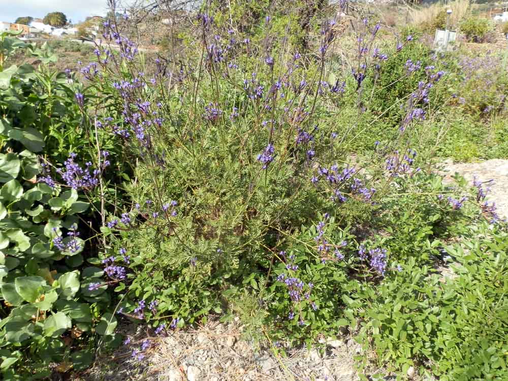 Lavandula canariensis (L.) Mill.- Canarie