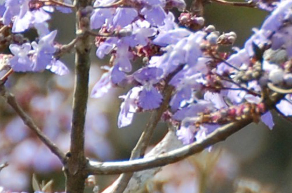 Brasile - nella foresta amazzonica: Vitex cymosa (Lamiaceae)