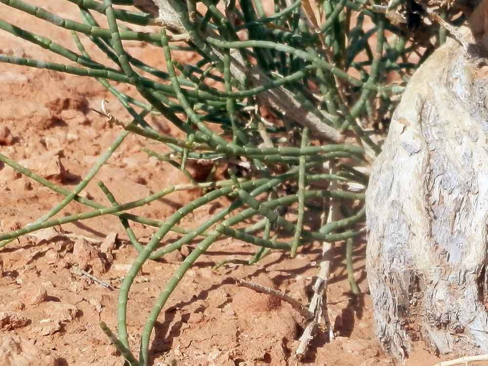 Haloxylon ammodendron (Amaranthaceae) - Mongolia