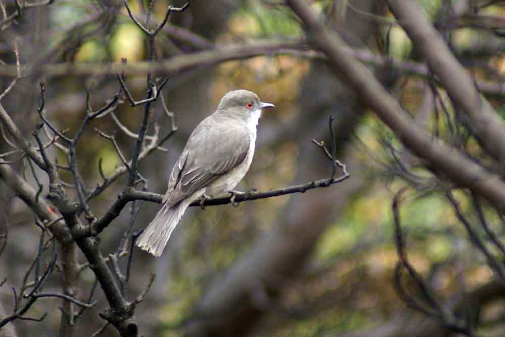 Patagonia - insettivoro 3