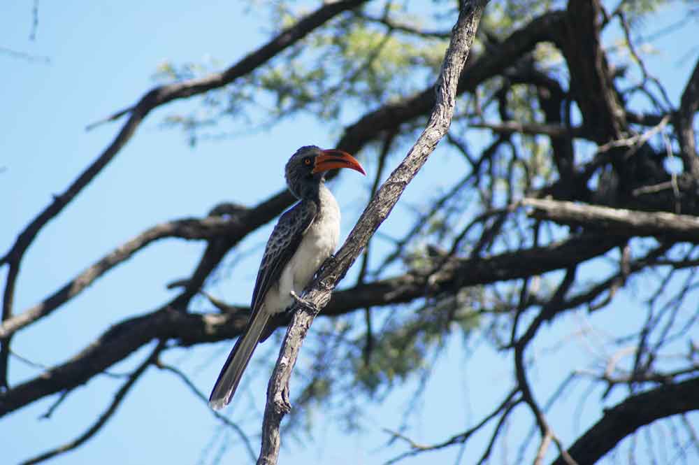 Bucero - Botswana