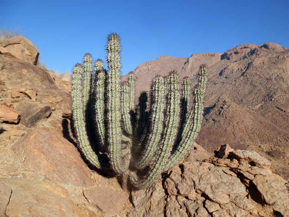 Euphorbia virosa virosa (Euphorbiaceae) - Namibia