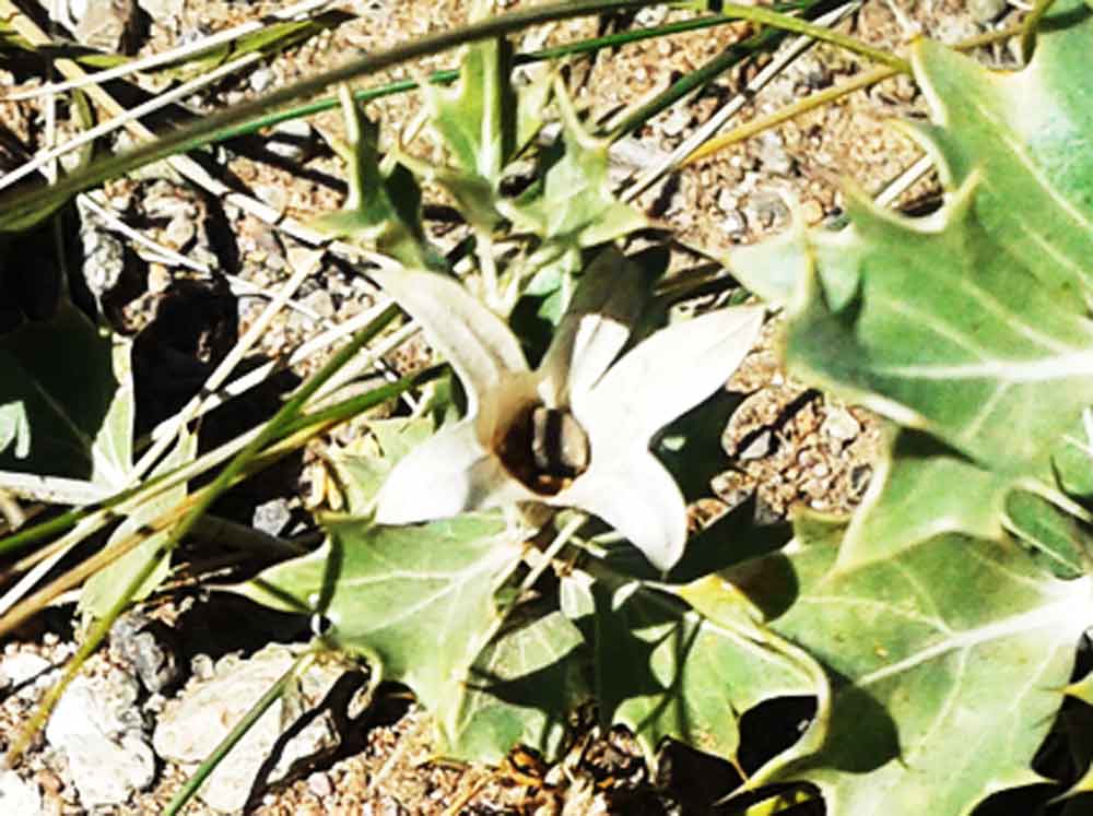 Lagochilus ilicifolius (Lamiaceae) - Mongollia