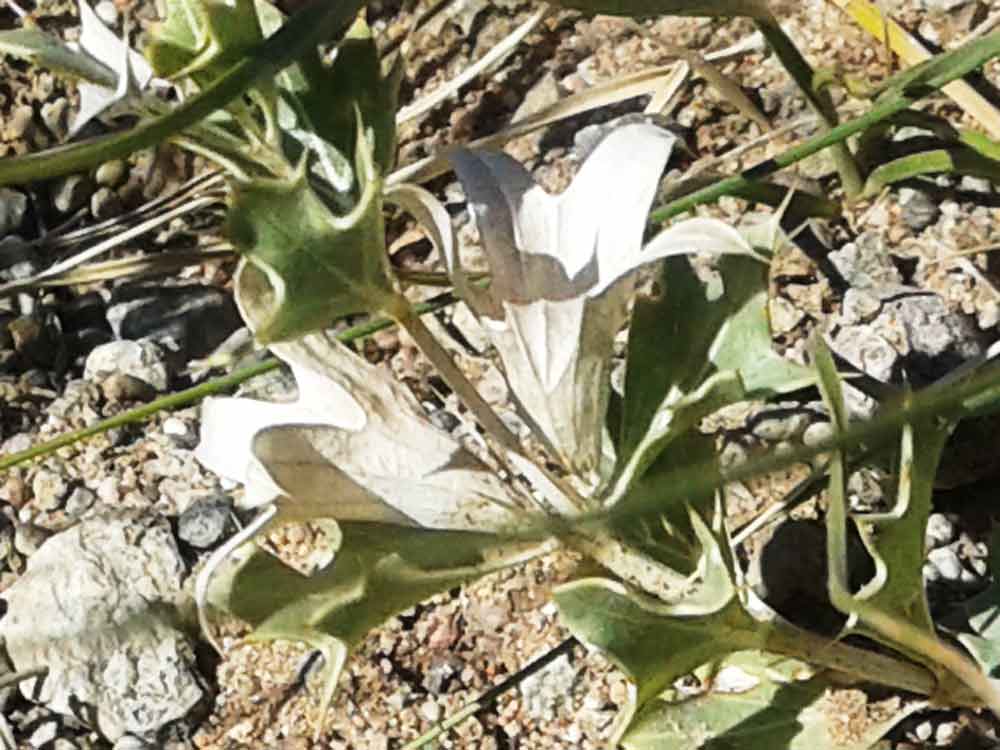 Lagochilus ilicifolius (Lamiaceae) - Mongollia