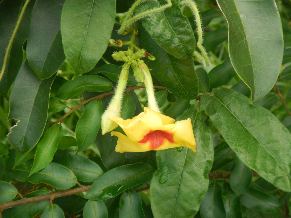 Brasile - nei Lenis Maranhenses: Mandevilla hirsuta (Apocynaceae)