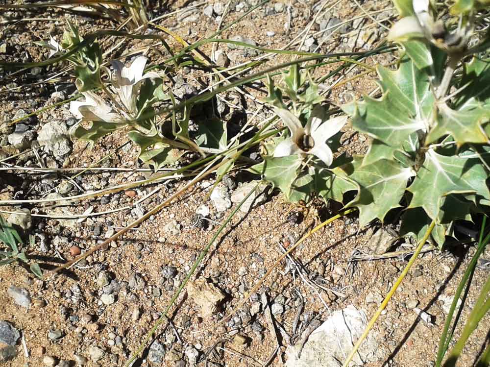 Lagochilus ilicifolius (Lamiaceae) - Mongollia