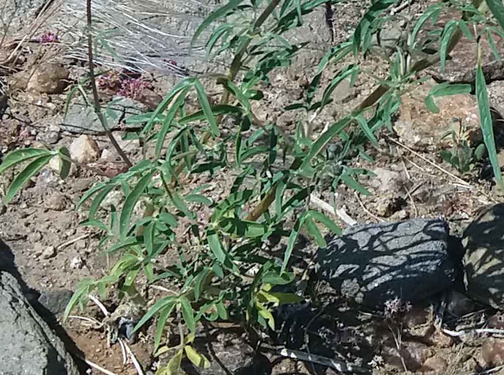 Sesamum triphyllum (Pedaliaceae) - Namibia