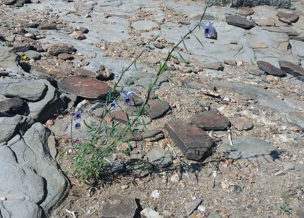 Sesamum triphyllum (Pedaliaceae) - Namibia