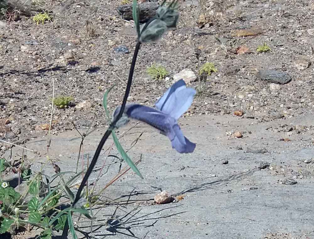 Sesamum triphyllum (Pedaliaceae) - Namibia