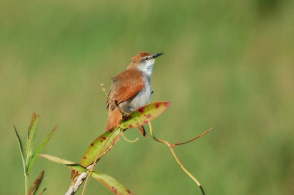 Brasile - uccello nel Pantanal: Certhiaxis cinnamomeus