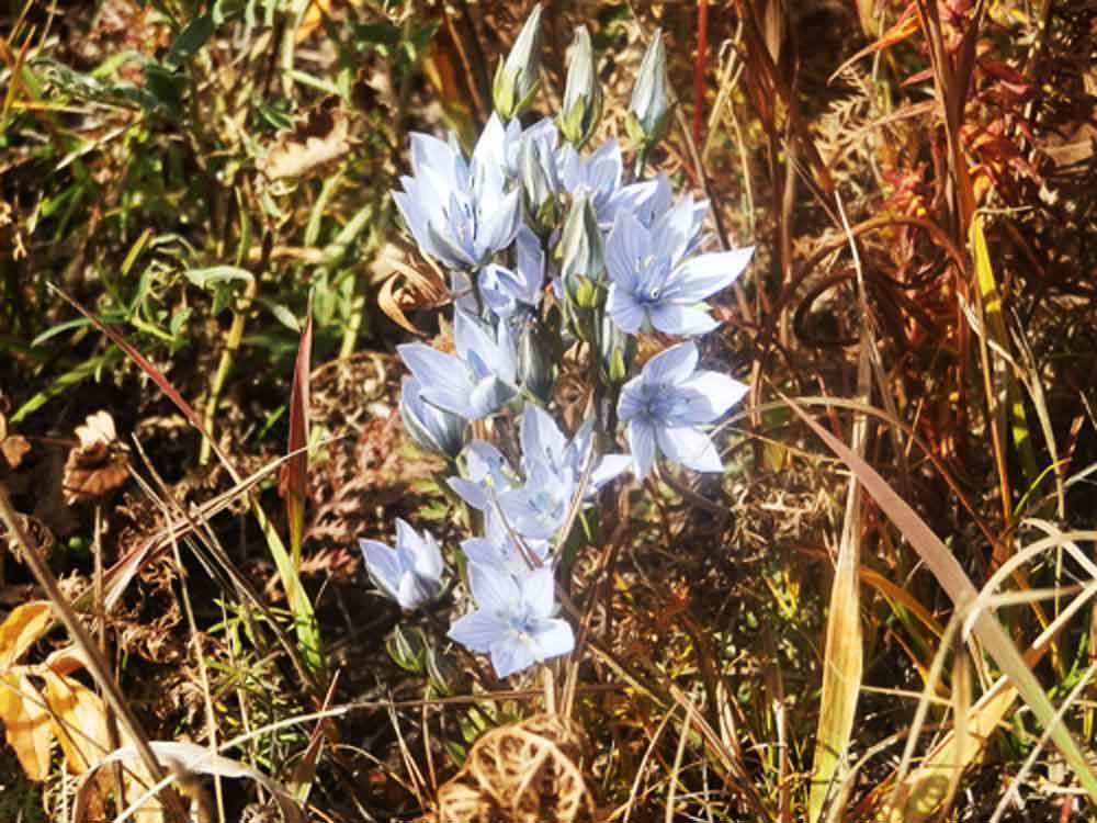 Lomatogonium carinthiacum (Gentianaceae) Mongolia