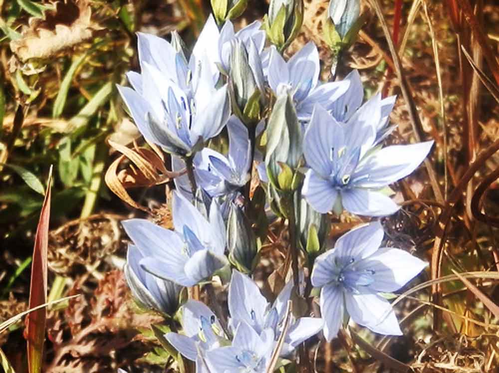 Lomatogonium carinthiacum (Gentianaceae) Mongolia