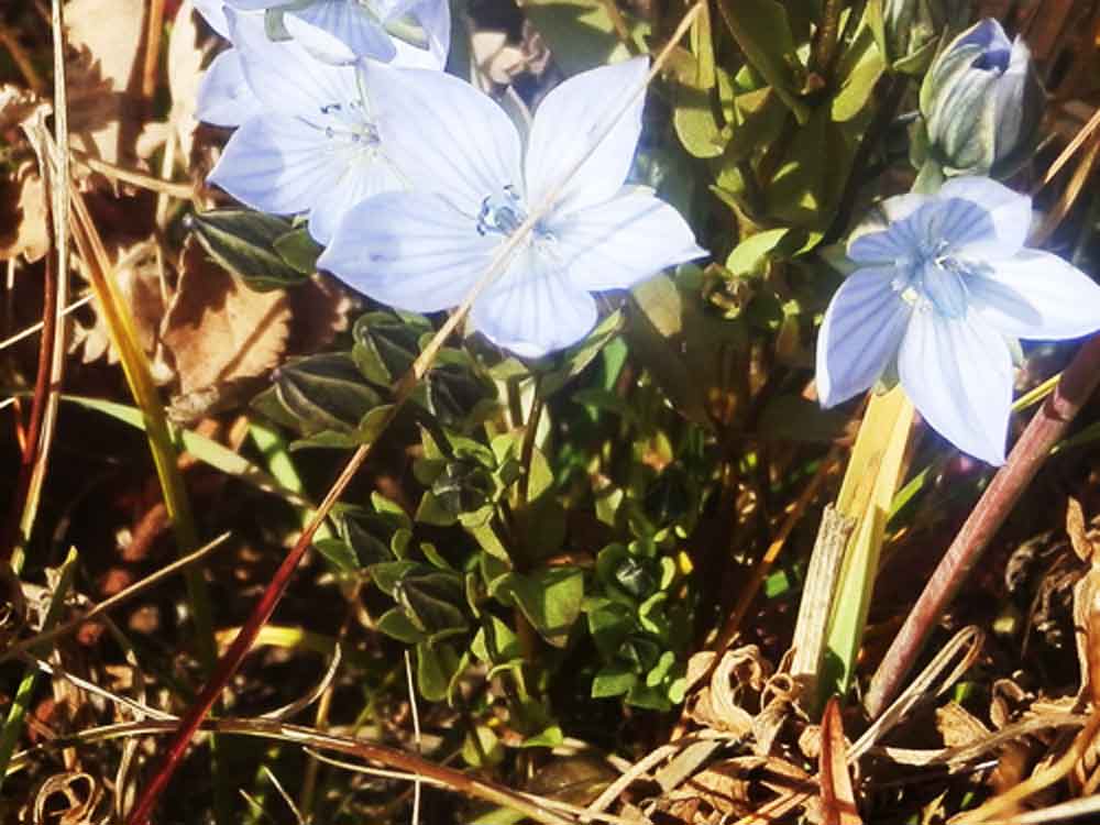 Lomatogonium carinthiacum (Gentianaceae) Mongolia