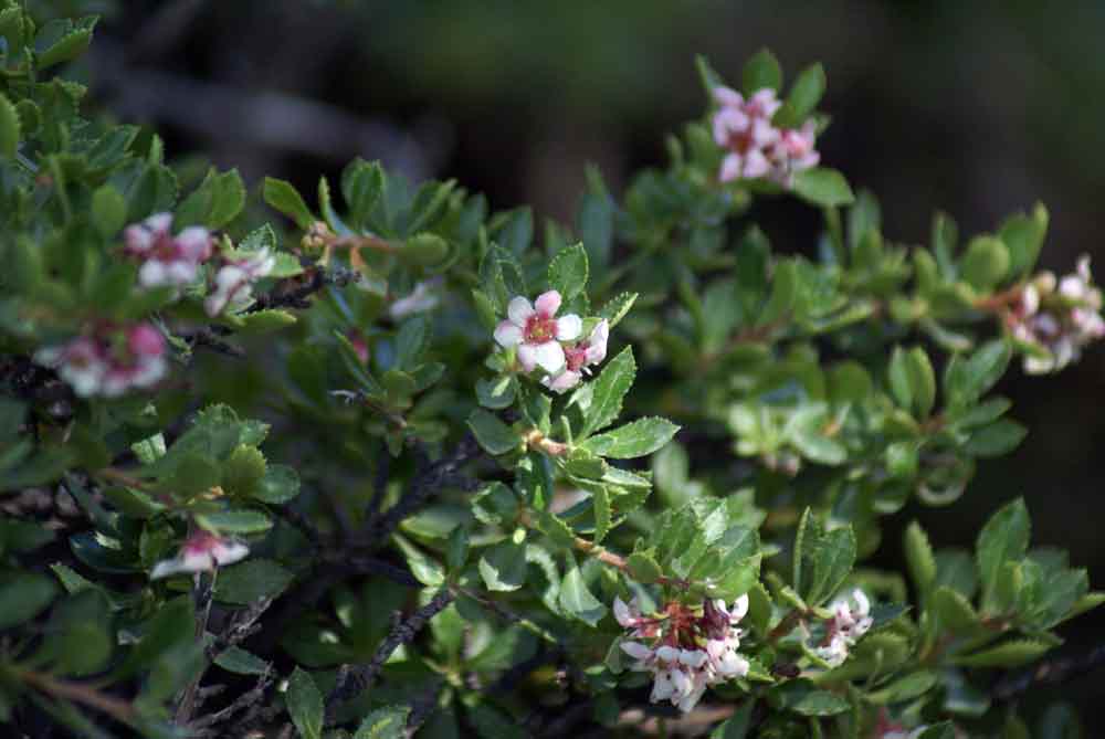 Patagonia - Escallonia rubra?