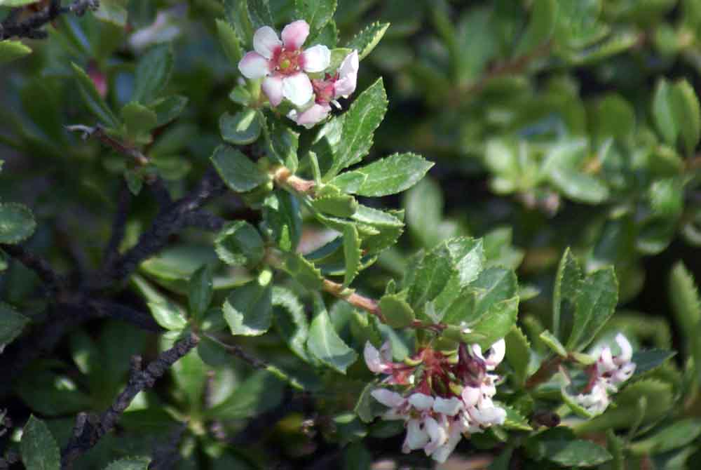 Patagonia - Escallonia rubra?