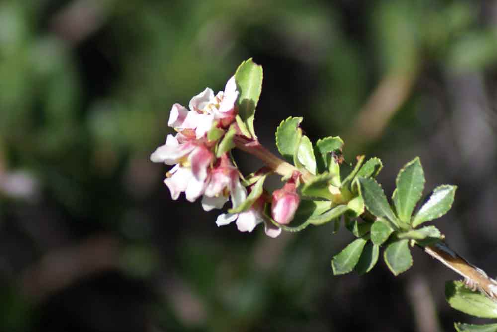 Patagonia - Escallonia rubra?