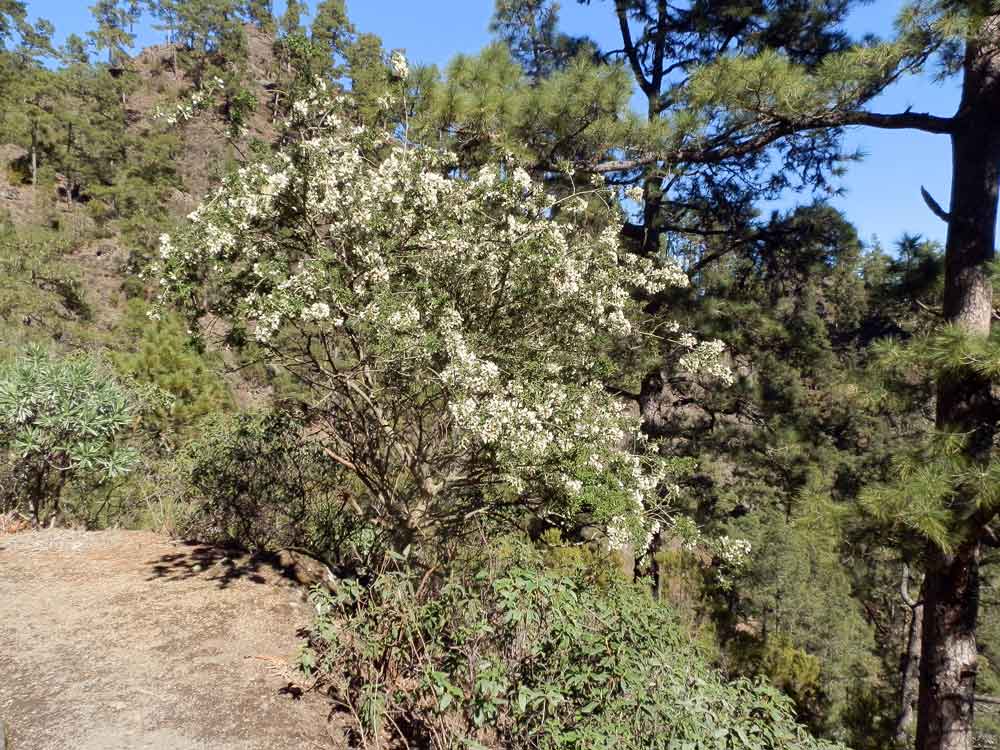 Chamaecytisus proliferus (L.f.) Link - Canarie