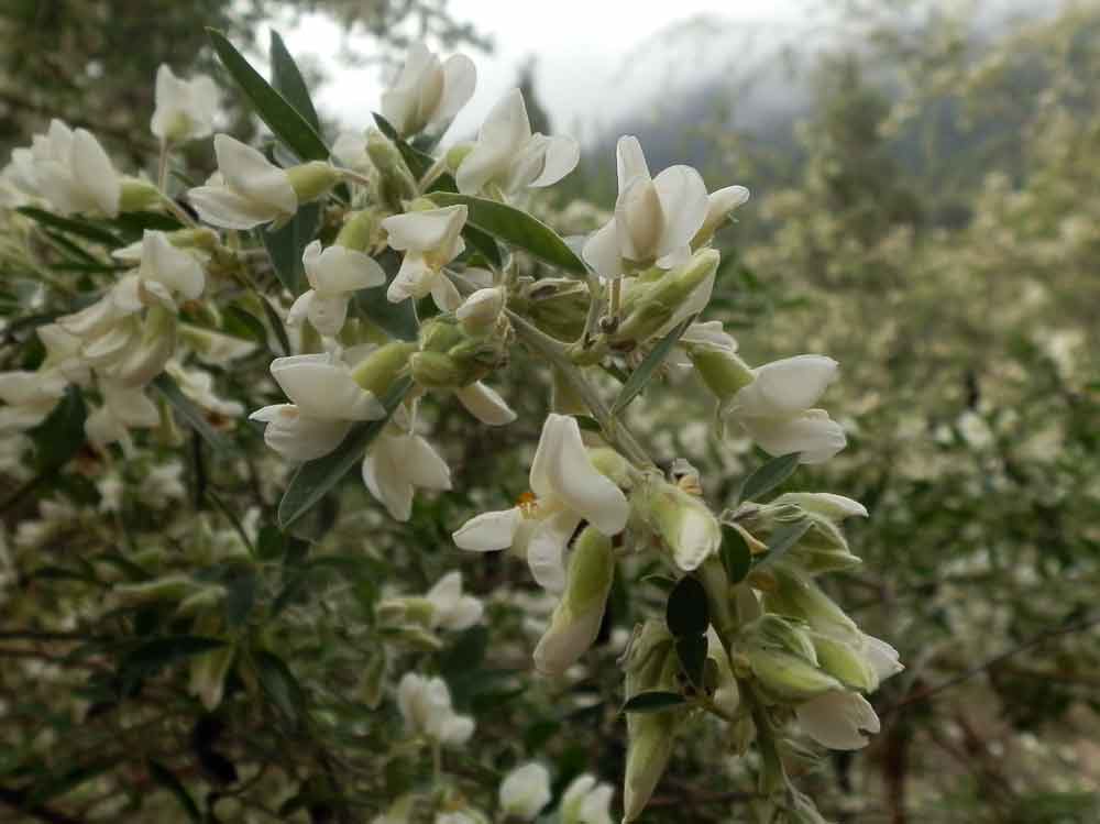 Chamaecytisus proliferus (L.f.) Link - Canarie