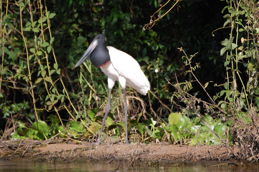 Brasile - uccello nel Pantanal: Jabiru mycteria (Ciconiidae)