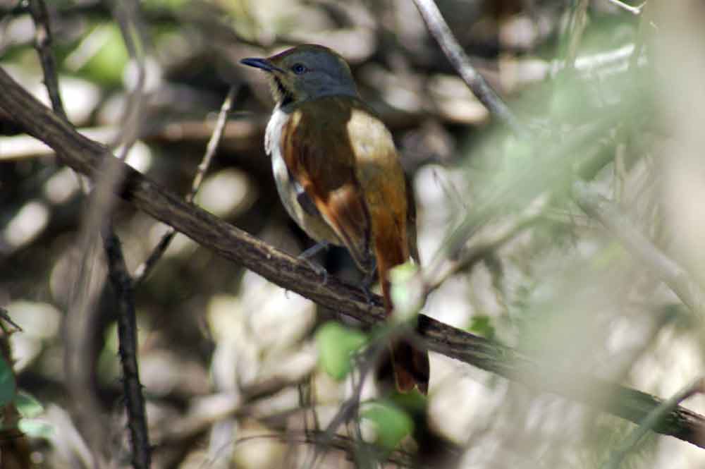 uccello 4 - Botswana