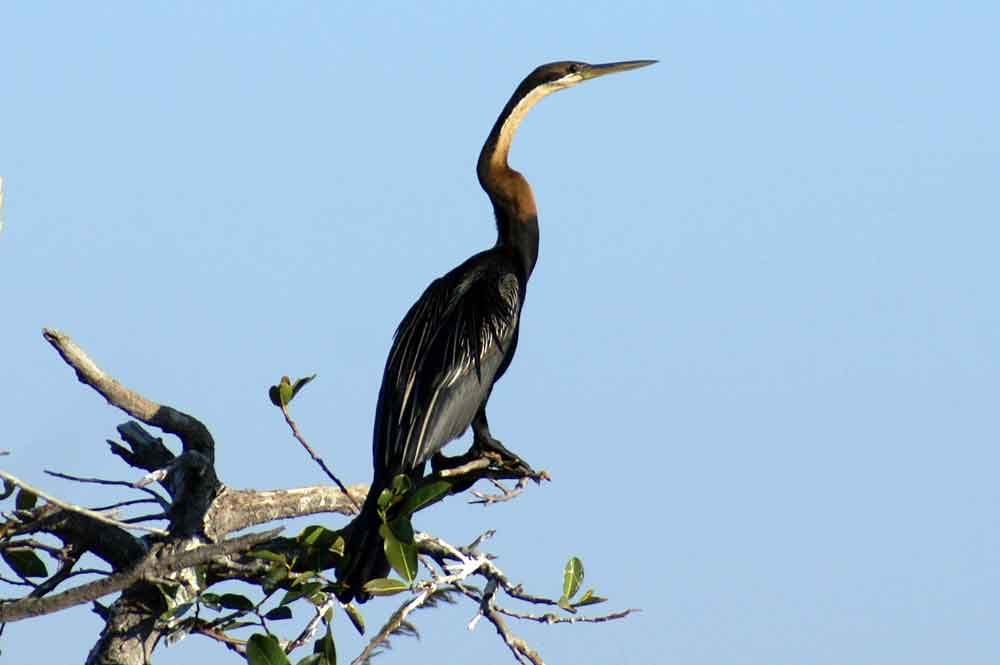 Aninga - Botswana