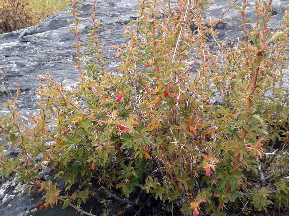 Berberis sibirica (Berberidaceae)  - Mongolia