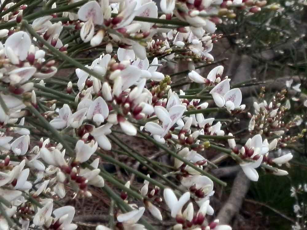 Cytisus supranubius (L.f.) Kuntze - Canarie