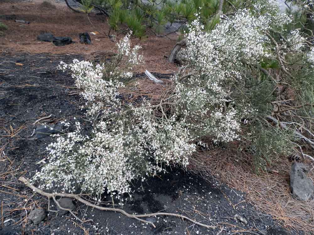 Cytisus supranubius (L.f.) Kuntze - Canarie