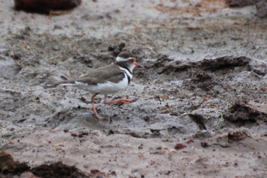 Tanzania - Corriere dai 3 collari (Charadrius tricollaris)