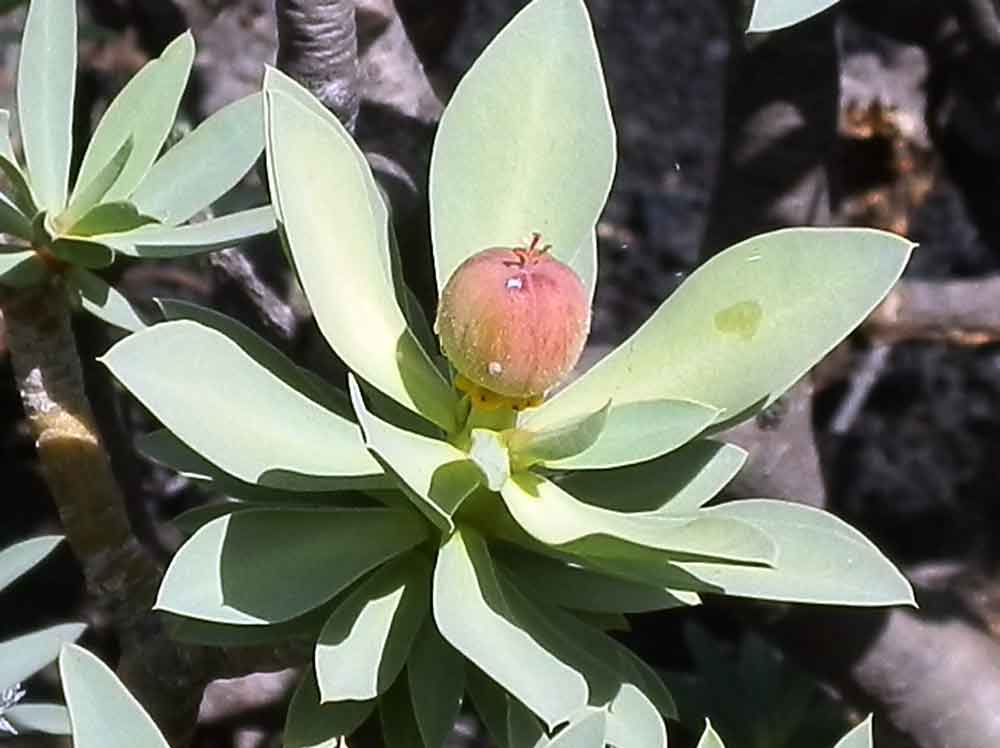 Euphorbia balsamifera Aiton - Canarie