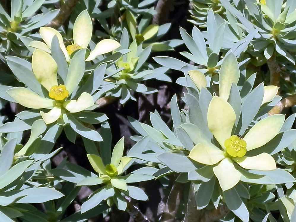 Euphorbia balsamifera Aiton - Canarie