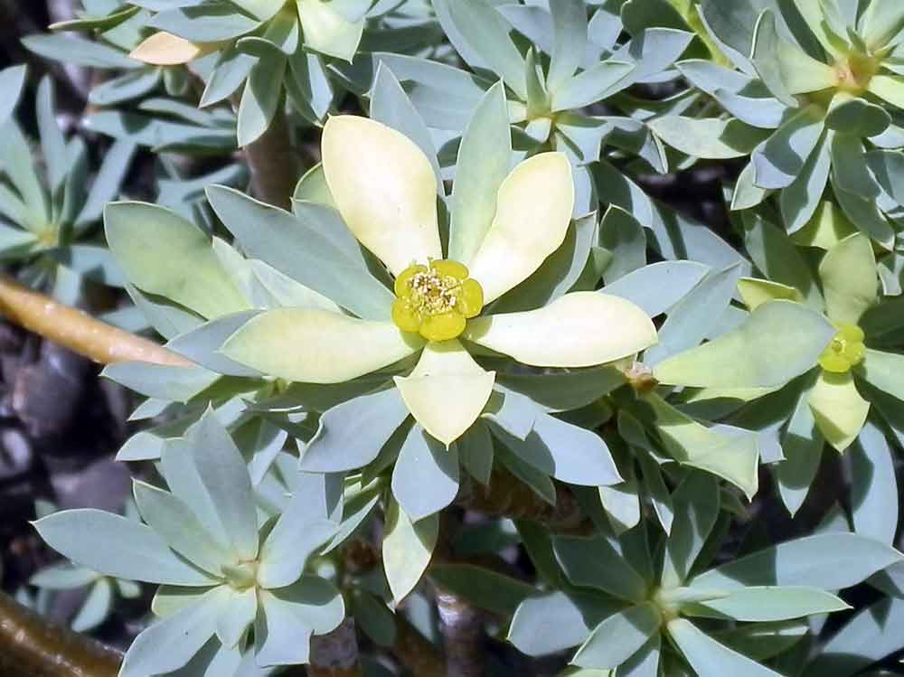 Euphorbia balsamifera Aiton - Canarie