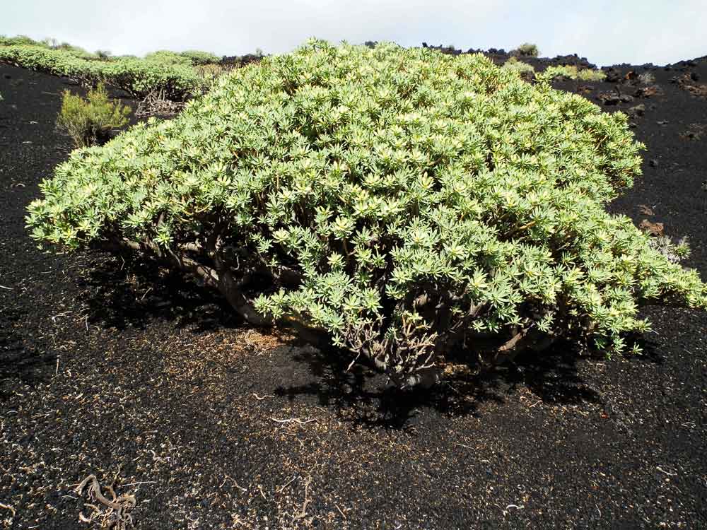 Euphorbia balsamifera Aiton - Canarie