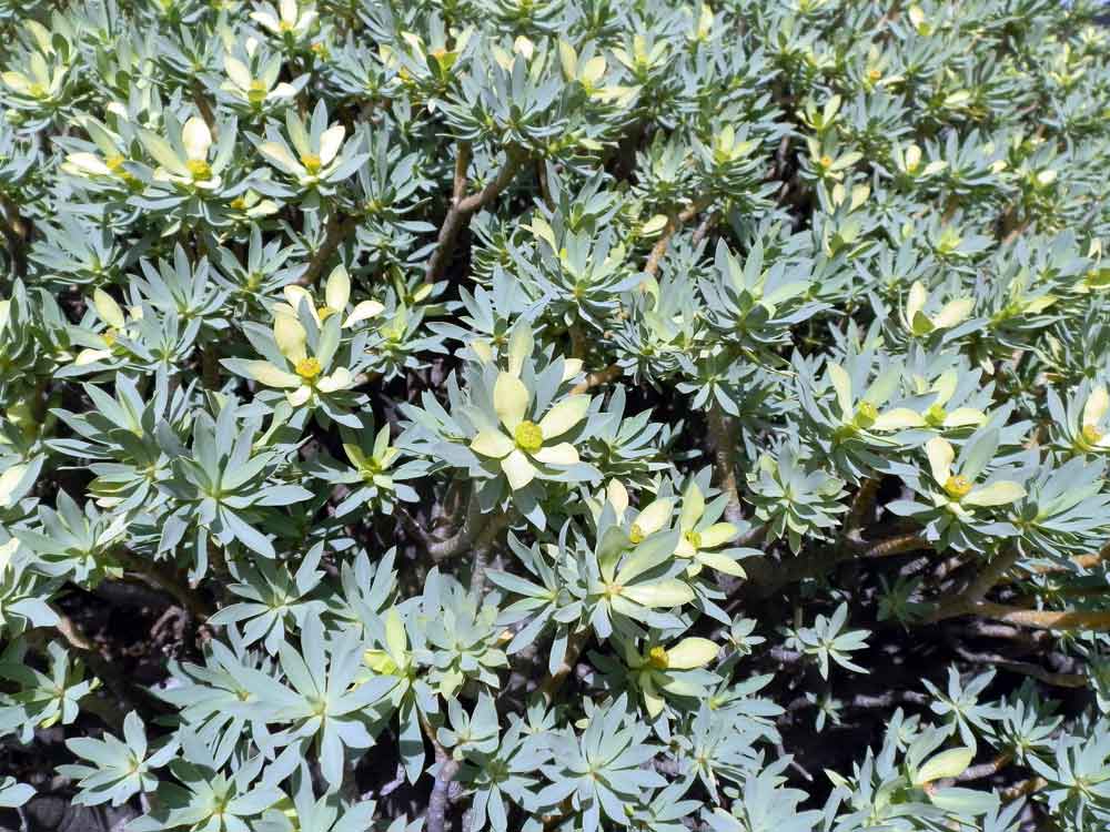 Euphorbia balsamifera Aiton - Canarie