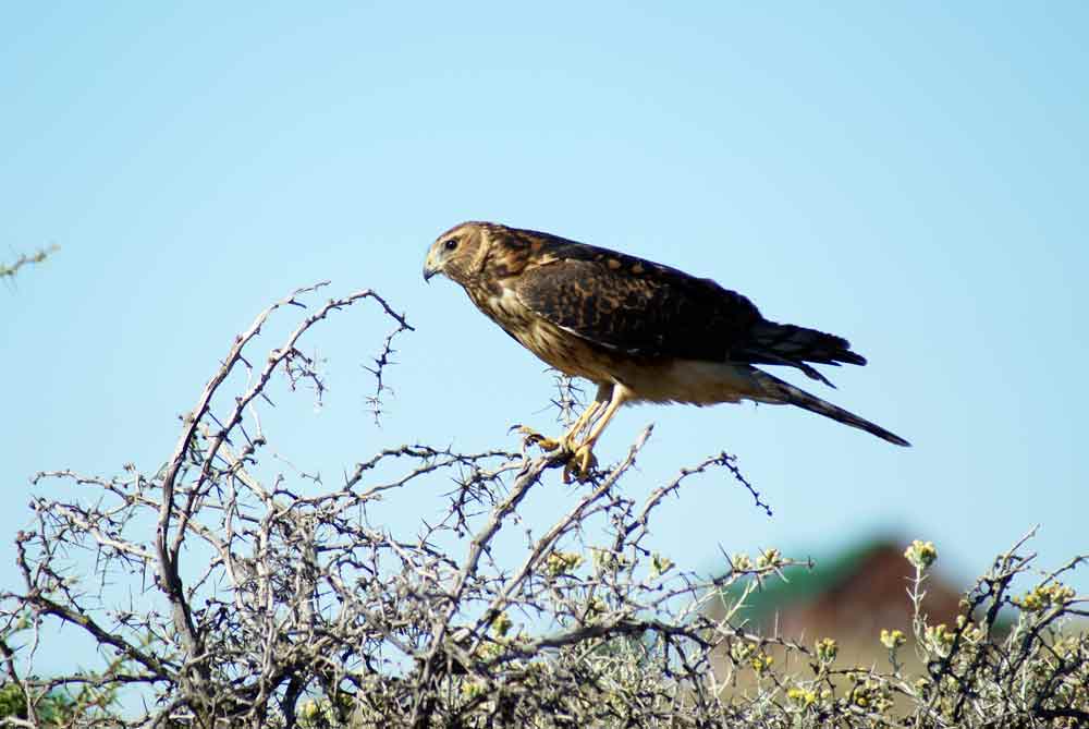 Patagonia - Falco