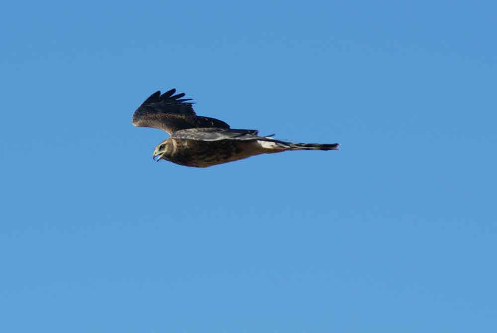 Patagonia - Falco