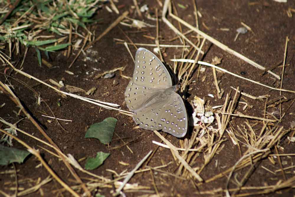 Farfalla del Botswana:  Hamanumida daedalus (Nymphalidae)