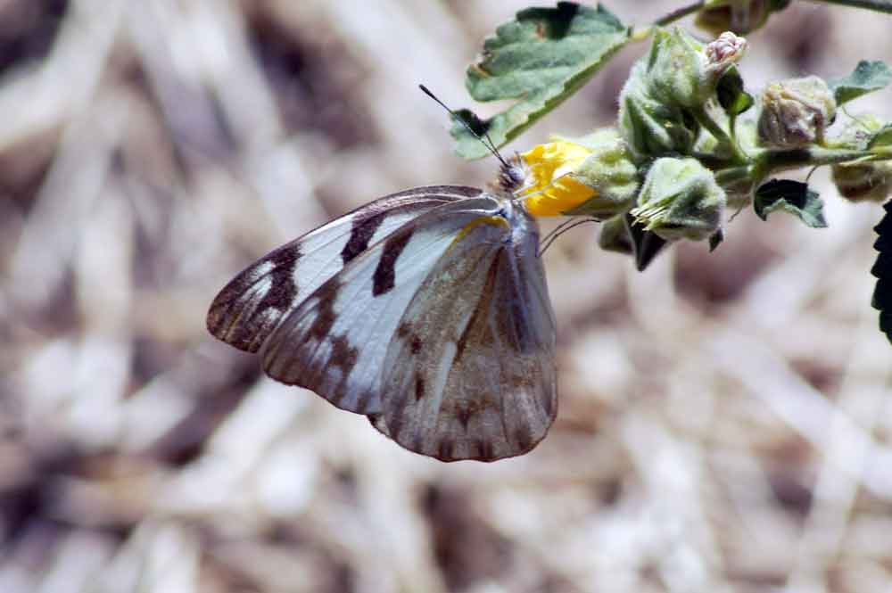 Farfalla del Botswana:  Belenois aurota (Pieridae)