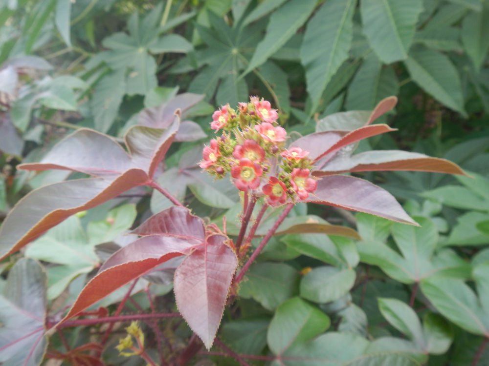 Brasile - nei Lenis Maranhenses: Jatropha gossypiifolia (Euphorbiaceae)