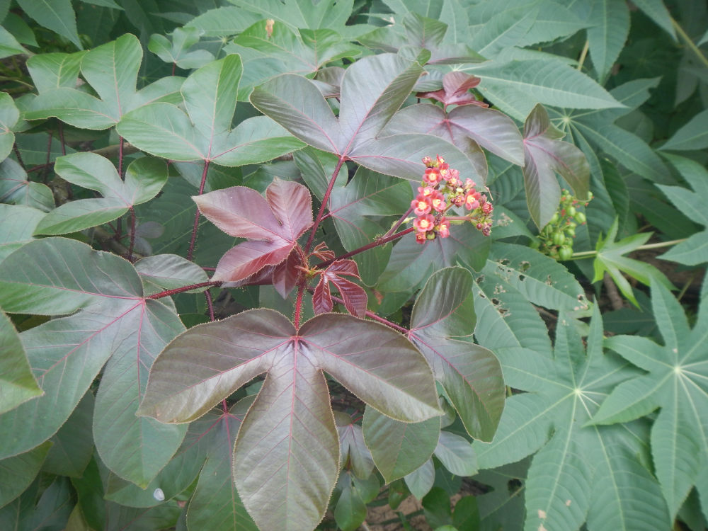 Brasile - nei Lenis Maranhenses: Jatropha gossypiifolia (Euphorbiaceae)