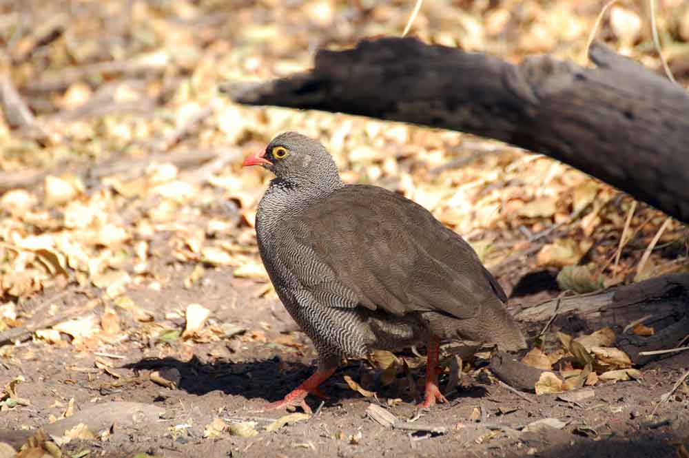 Pternistis adsersus / Francolino beccorosso - Namibia