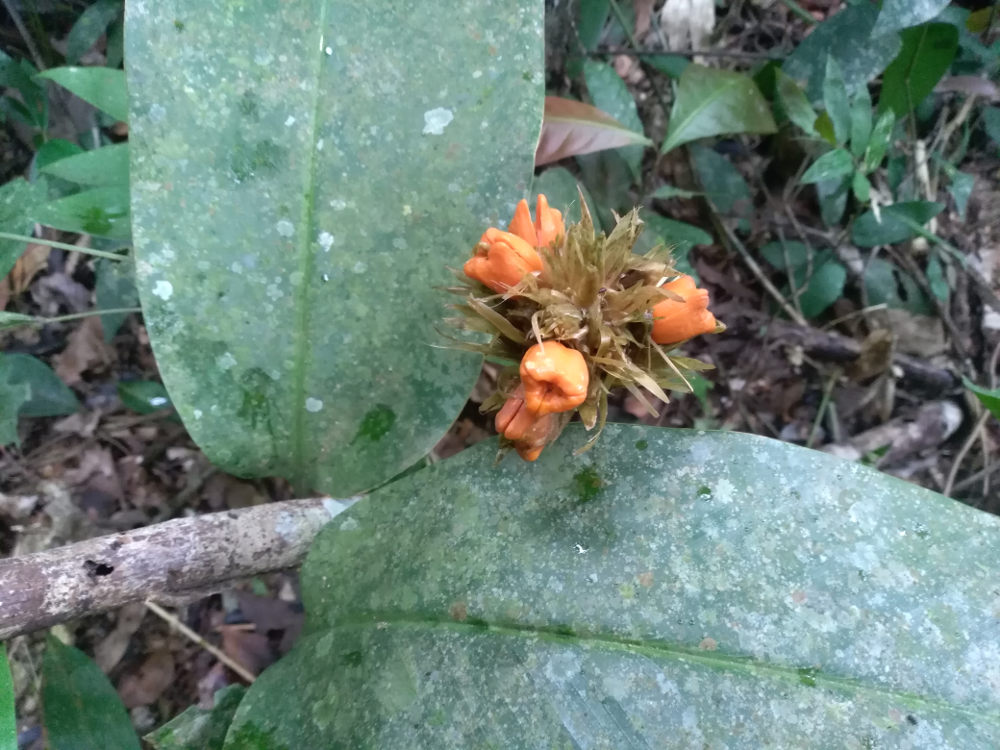 Brasile - pianta della foresta amazzonica