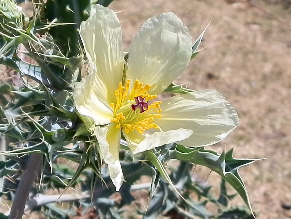 Fiore in Etiopia 7 - Argemone ochroleuca