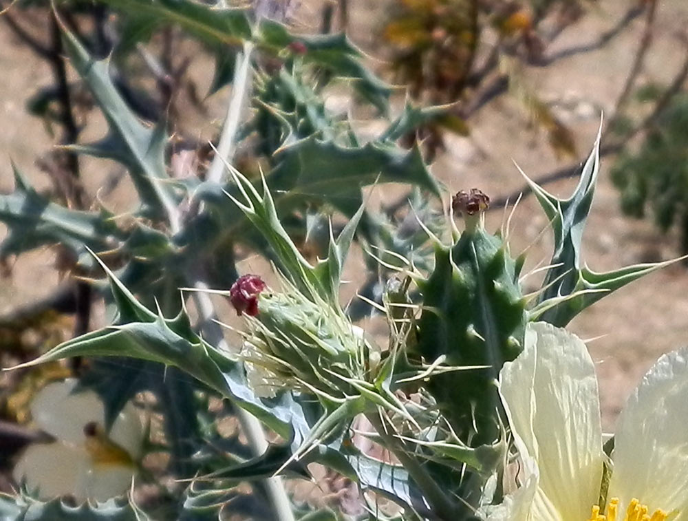 Fiore in Etiopia 7 - Argemone ochroleuca