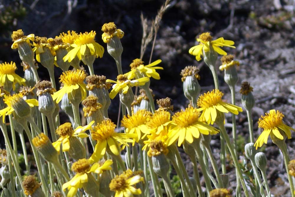 Patagonia 3 - Senecio poeppigii