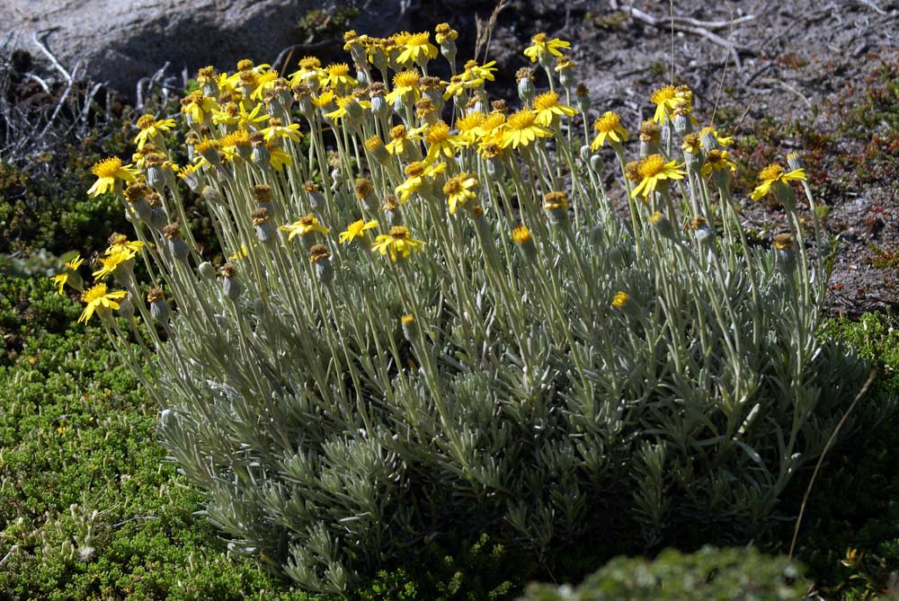 Patagonia 3 - Senecio poeppigii