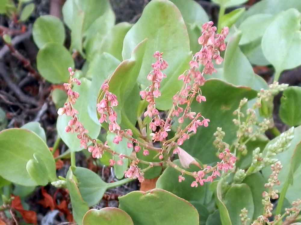 Rumex lunaria L.  - Canarie